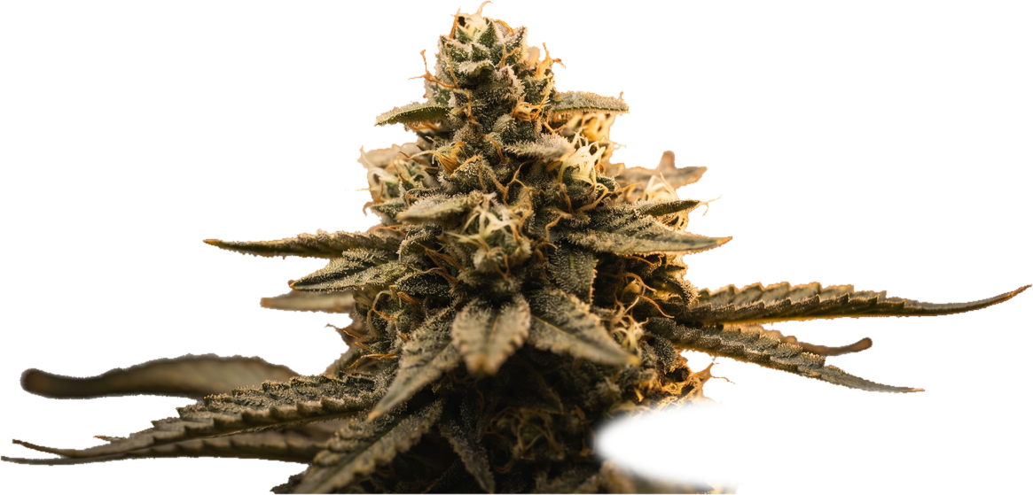 Flor de cannabis cultivada con la línea de nutrientes Helix