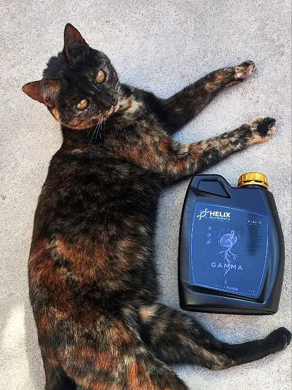 Envase HELIX GAMMA de 1 L parado junto a una gata carey echada que mira a cámara, foto real