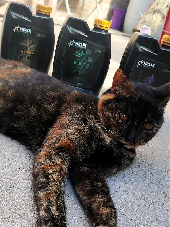 Bidones HELIX ALPHA, BETA y GAMMA de 1 L en fila, con una gata carey echada delante que mira a cámara, foto real