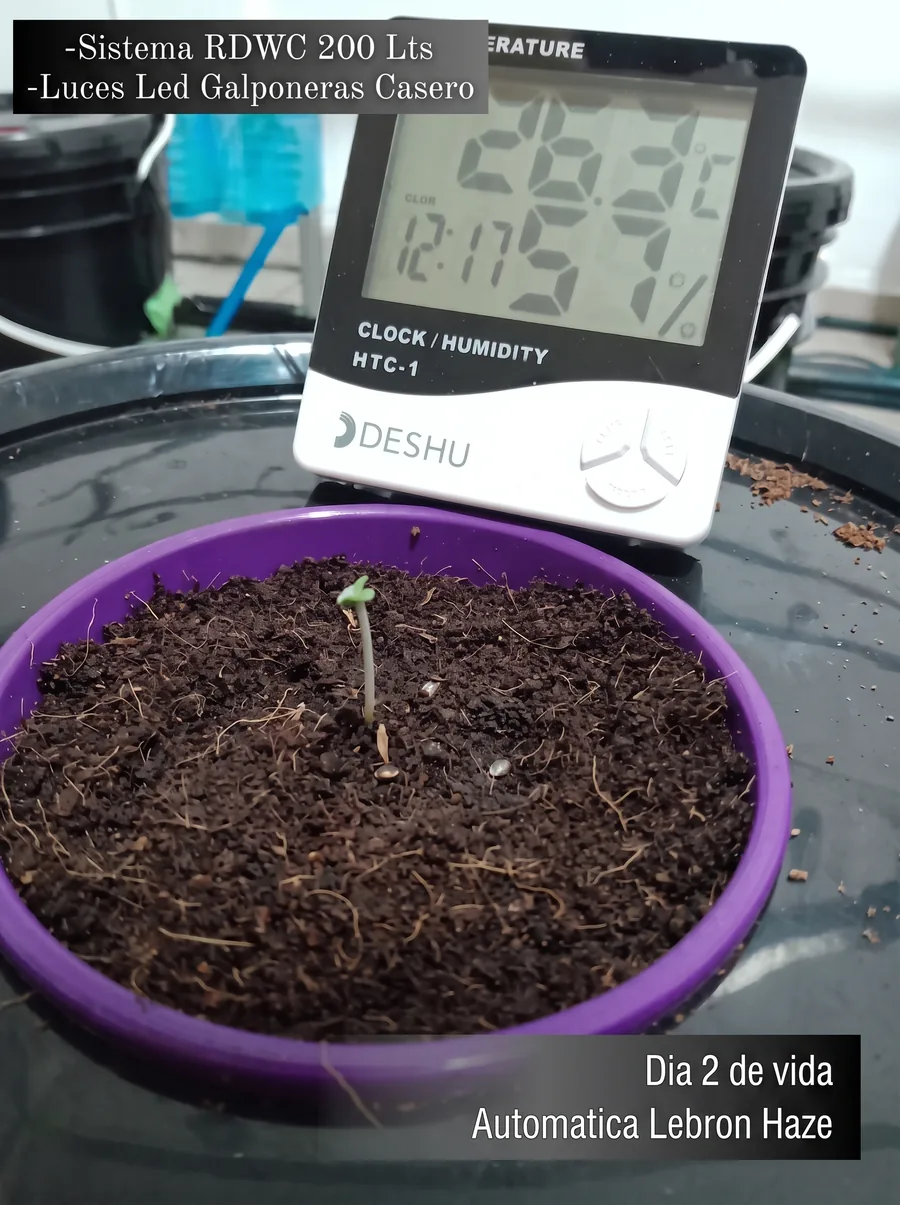 Día 2: plantín recién germinado en el sistema de hidroponía RDWC
