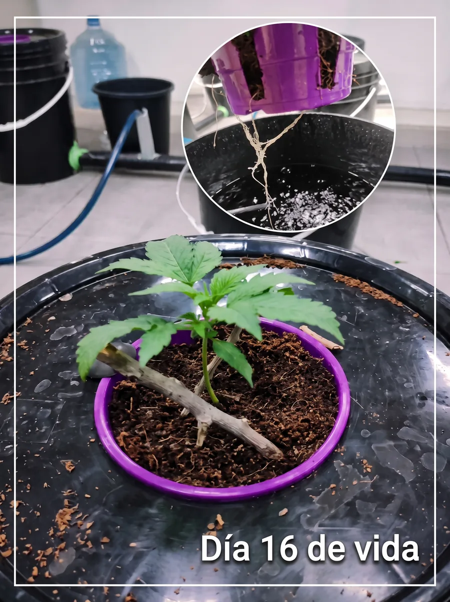 Día 16: la planta en vegetativo temprano, con las primeras hojas verdaderas