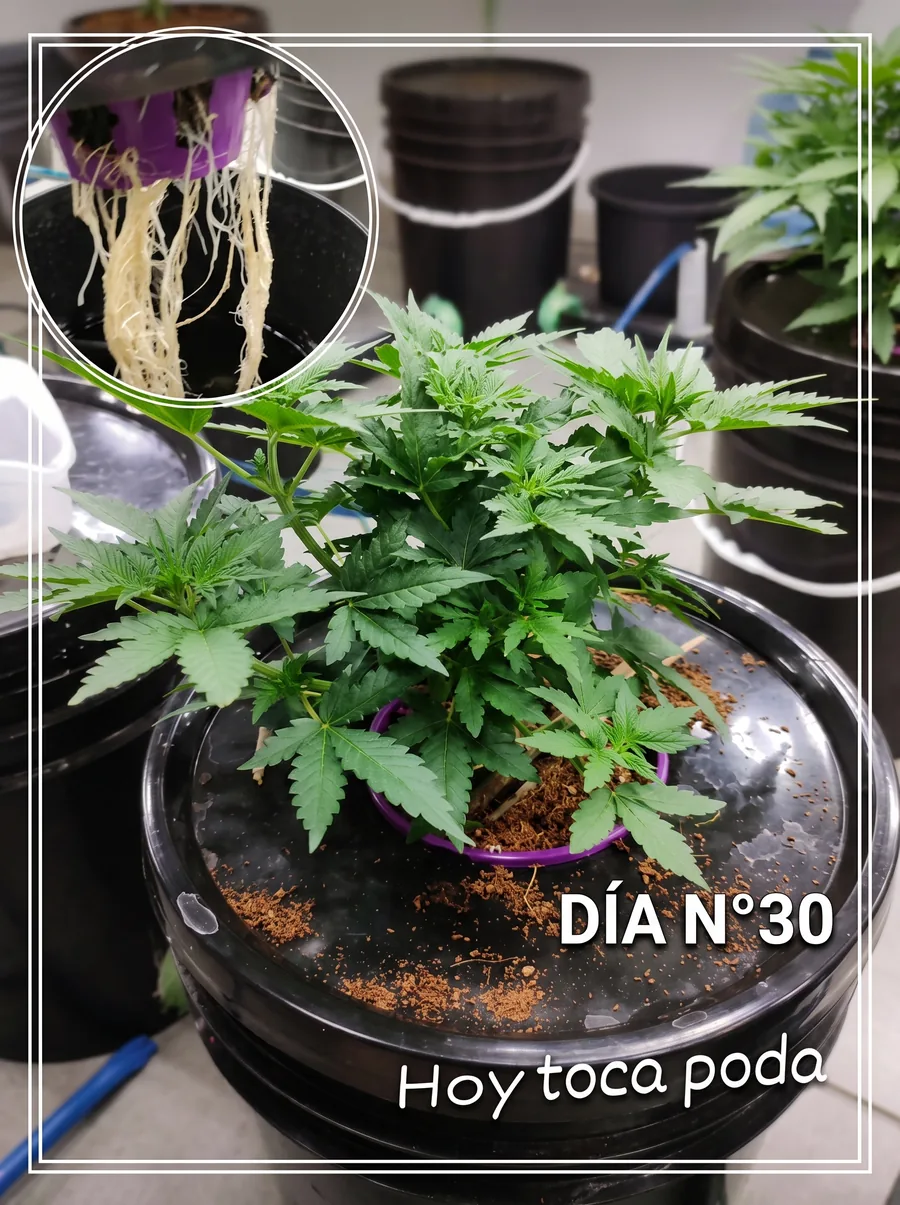 Día 30: la planta antes de la poda, ya con varias ramas formadas