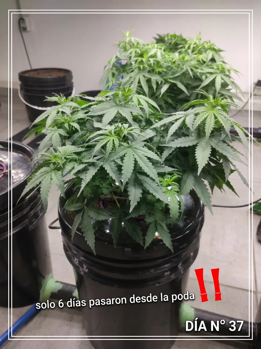 Día 37: la planta recuperada de la poda, con más puntas y follaje parejo