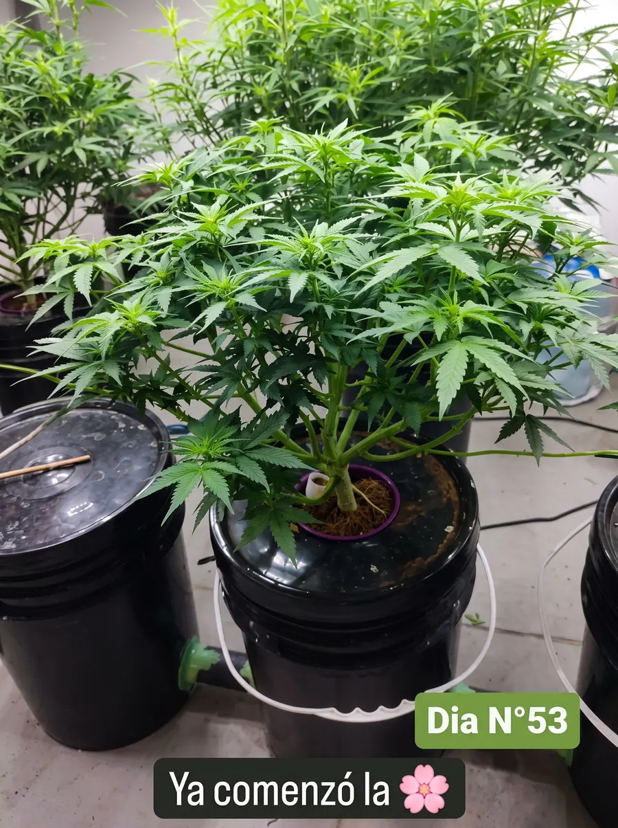 Día 53: arranca la floración, con las primeras flores en las puntas
