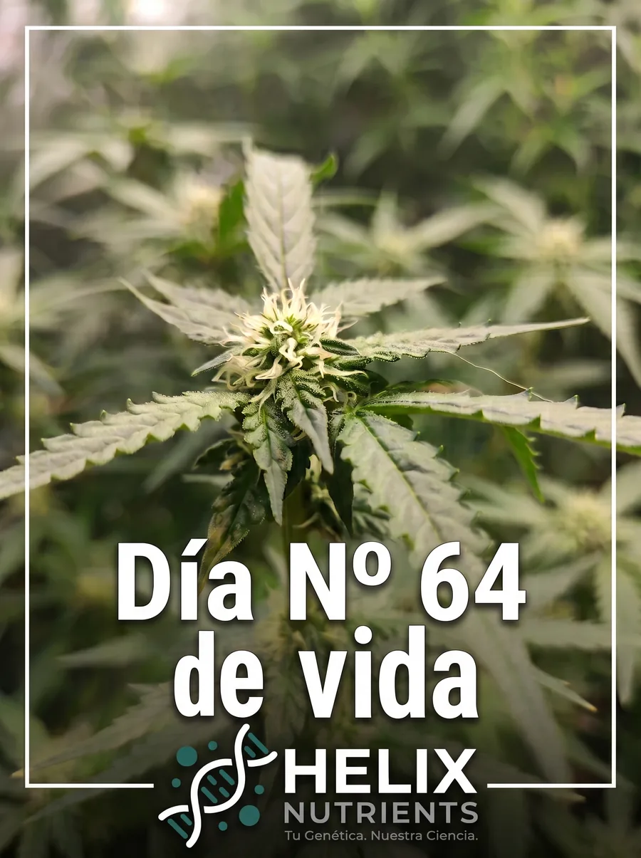 Día 64: primer plano de una flor en desarrollo con sus pistilos blancos